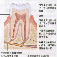 牙齿过敏的原因